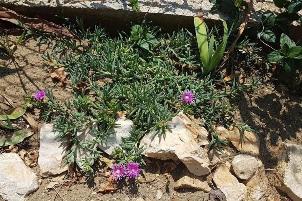 Apartment Kristic - Saplunara, Mljet Babino Polje Экстерьер фото